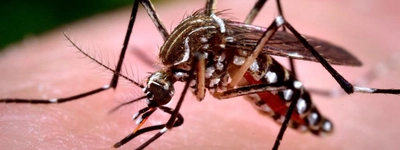 Ante epidemia de dengue, vallecaucanos deben apoyar control de criaderos del aedes aegypti