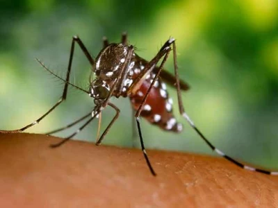 Ante epidemia de dengue, vallecaucanos deben apoyar control de criaderos del aedes aegypti