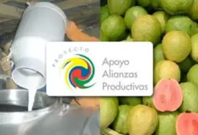 El Proyecto Apoyo a Alianzas Productivas - PAAP hizo su primer corte