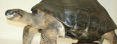 Carlitos, la tortuga Galápagos se encuentra en el Museo de Ciencias Naturales en Cali