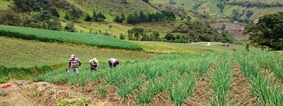 Firma de la paz con las Farc dinamizaría el desarrollo agropecuario del Valle