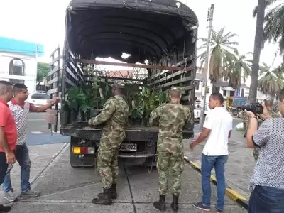 Mañana cierra donatón de árboles para reforestar cerros tutelares de Cali y Dapa