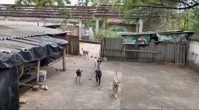 Ley de esterilización de gatos y perros fortalece la Política de Protección Animal en el Valle