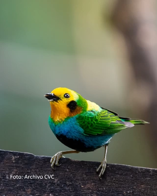 ¿Cuáles son las aves endémicas del Valle del Cauca?