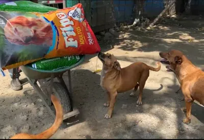 ¿Quieres donar alimentos para perros y gatos del Valle? Entérate cómo hacerlo aquí