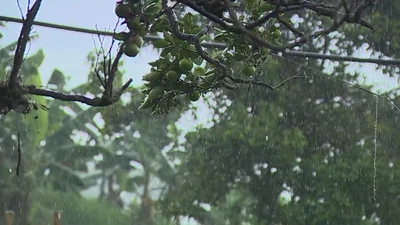 Cuál es la línea para reportar emergencias por lluvias en el Valle ¡Anota!