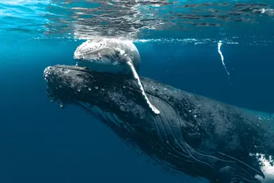 Prepárese para el avistamiento de las majestuosas ballenas del Pacífico