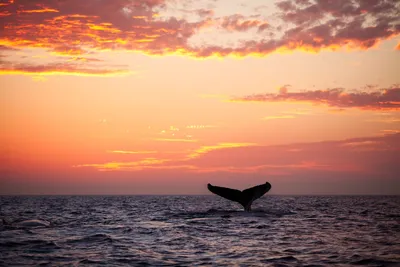 El Valle del Cauca espera a más de 200 mil turistas en la temporada de ballenas