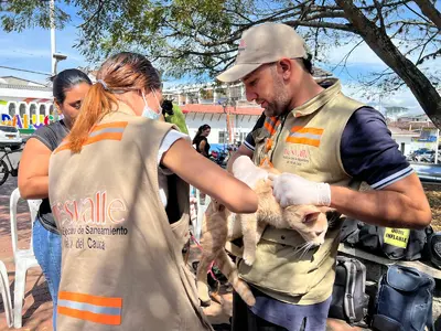 En Andalucía, 258 caninos y felinos están más sano y felices, fueron vacunados por la Gobernación