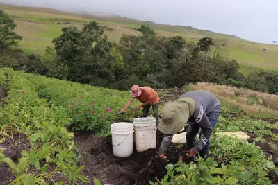 Gobierno del Valle implementará proyectos productivos en 5.600 hectáreas de tierras restituidas