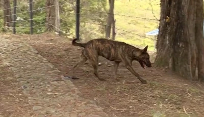 Gobernación del Valle rechaza crueldad en muerte de Laika; se activa Ruta de Protección Animal