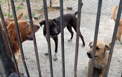 Más de 200 denuncias de maltrato animal ha recibido la Línea Única del Valle