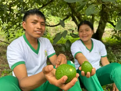 Aguacate Hass que producen estudiantes en Argelia, norte del Valle, conquistan mercados internacionales