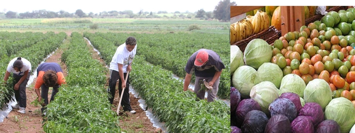 Cultivadores vallecaucanos a postularse para apoyo a Alianzas Productivas del Ministerio de Agricultura