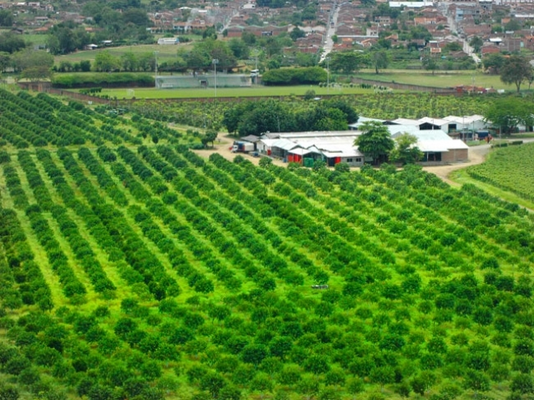 Gobierno del Valle asignó recursos para cerca de medio centenar de Alianzas Productivas 