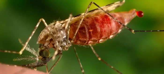 Gobernadora y comunidad científica emprenden plan en busca de eliminar la malaria en el Pacifico