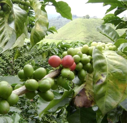 Valle del Cauca le apunta a generar su propio café especial