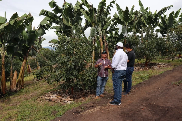 Gobierno del Valle impulsará el cultivo de aguacate  Hass en su estrategia de reactivación de la economía