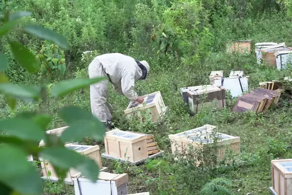 Gobierno del Valle avanza en proyecto para el pago por servicios ambientales a quienes emprendan iniciativas distintas a la minería ilegal