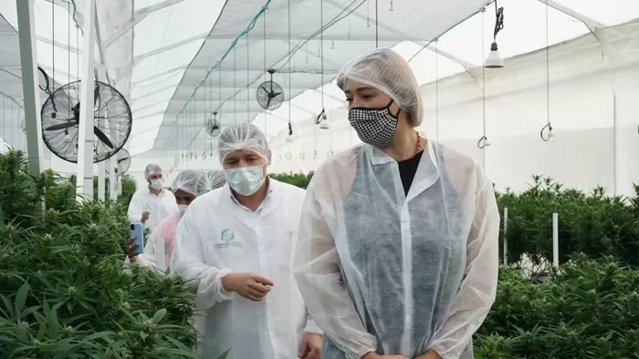 Valle Le Apuesta A La Conformación Del Consejo Nacional De La Cadena Productiva De Cannabis